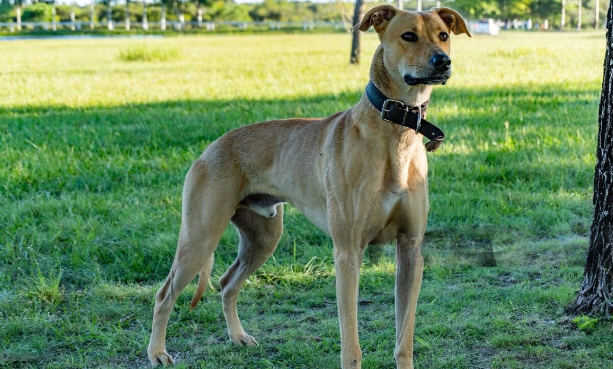 Greyhound Pitbull Mix
