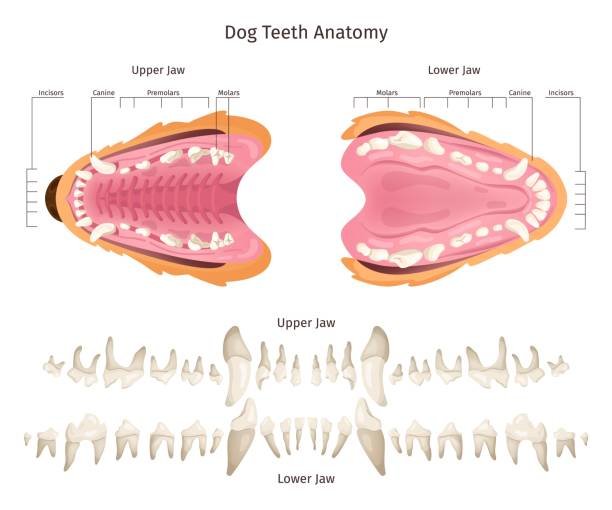 dog dental anatomy