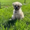 Pug and Poodle Mix