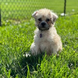 Pug and Poodle Mix