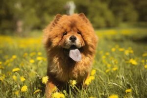 blue tongue in dogs