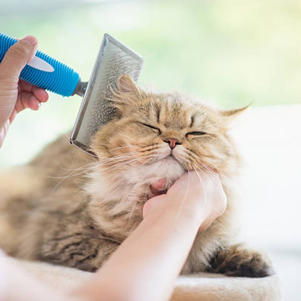 cat grooming