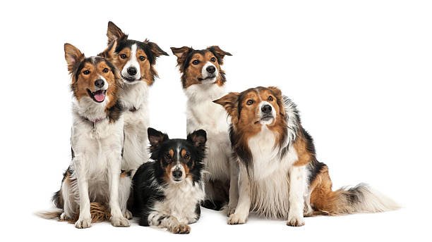 dog breeds and care