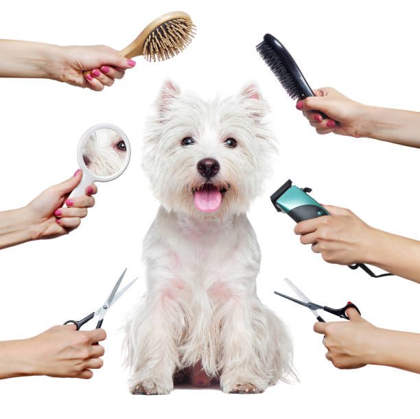 dog grooming