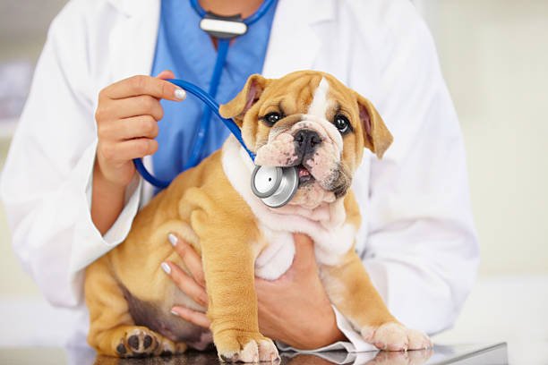 dog health and wellness