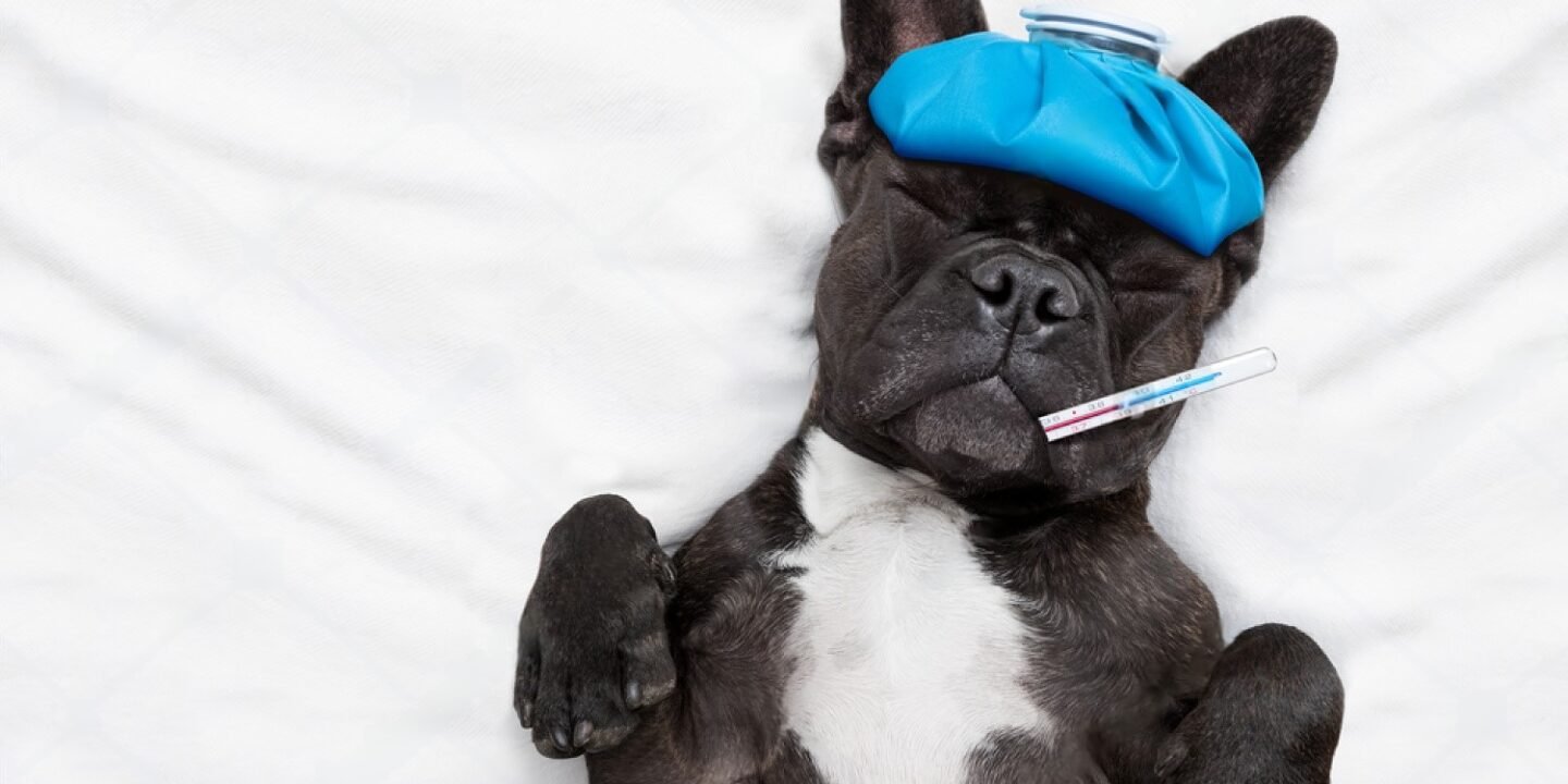 Can Dogs Get the Flu