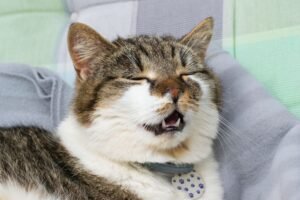 Can My Cat Get the Flu