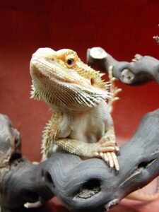 Is a Bearded Dragon a Reptile