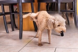Urine Marking in Dogs