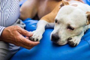 Dog Colitis Symptoms
