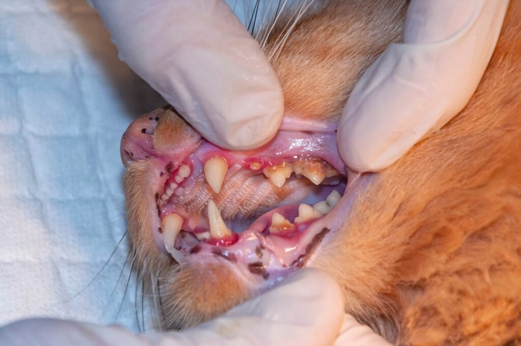 cat gum infection