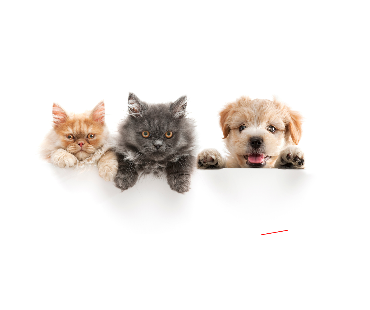 Home 8 Pet Pawty's mission and vision