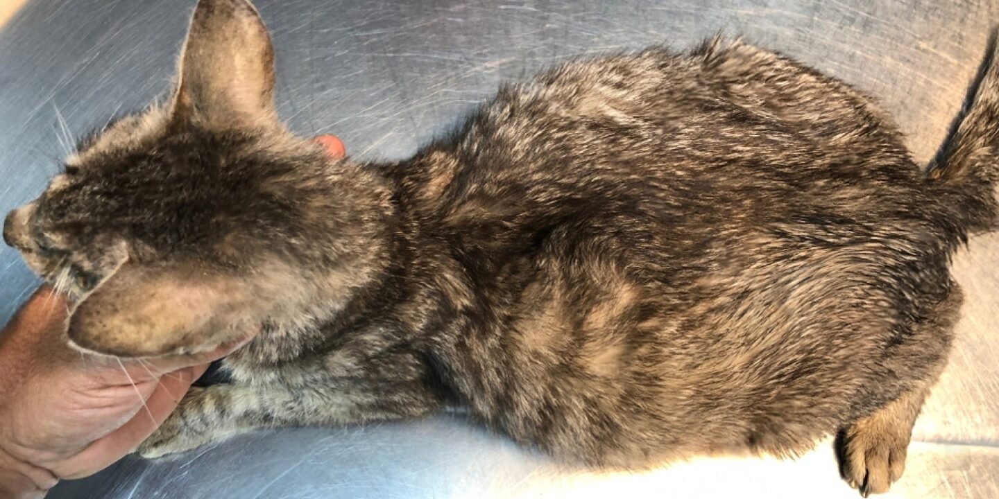 Cat FIP symptoms