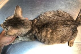 Cat FIP symptoms