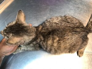 Cat FIP symptoms