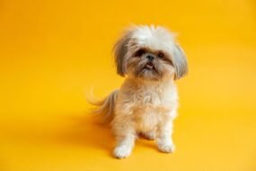 Shih Tzu Behavior Problems