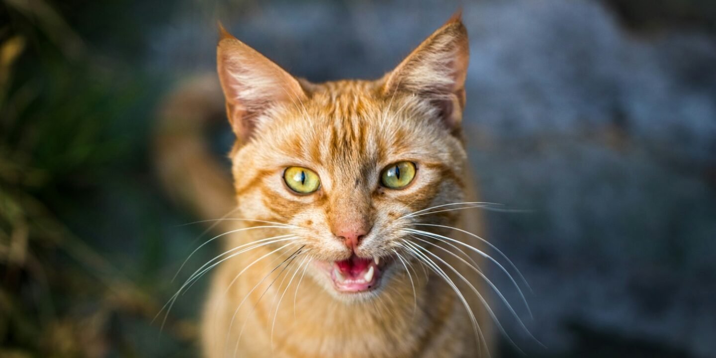 cat constantly meowing at night