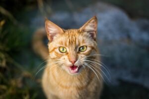cat constantly meowing at night