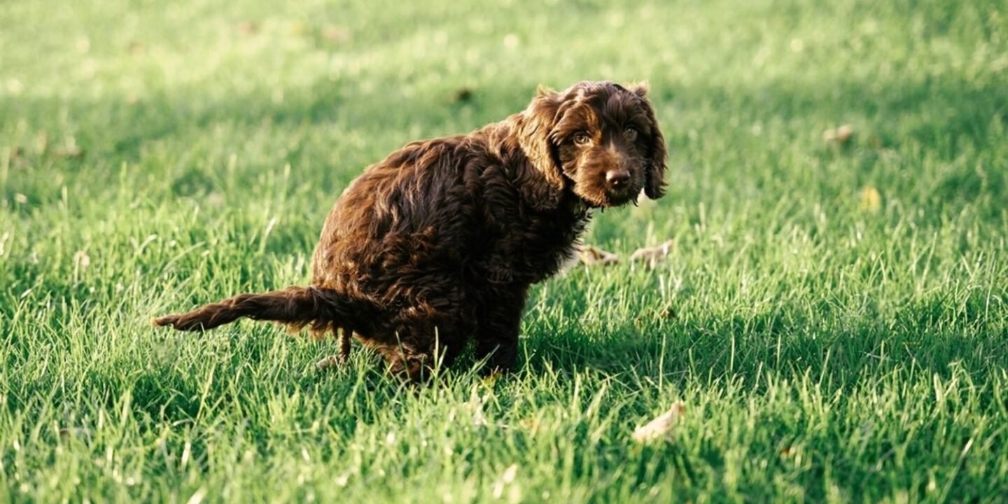dog has green diarrhea