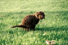dog has green diarrhea