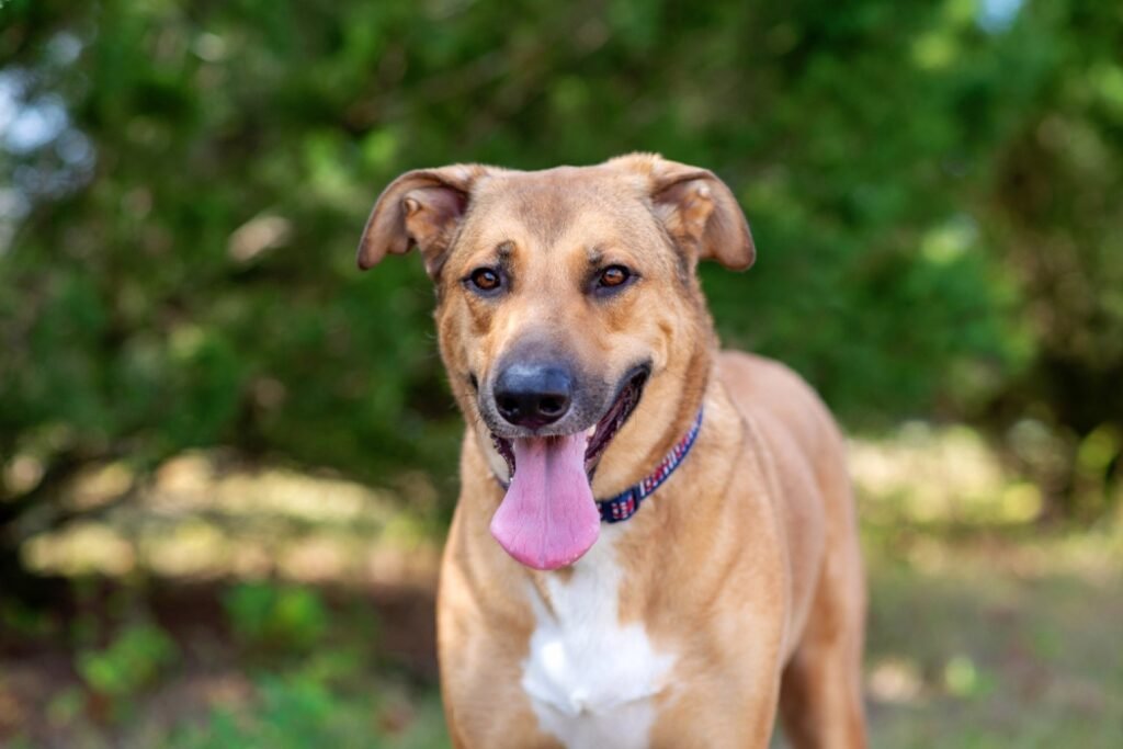 Anatolian German Shepherd Mix