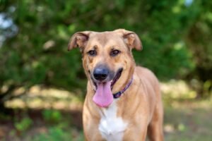 Anatolian German Shepherd Mix