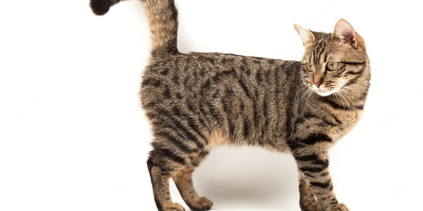 Bengal Cat Mixed with Tabby