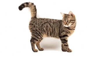Bengal Cat Mixed with Tabby