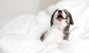 Puppy Whining for No Reason