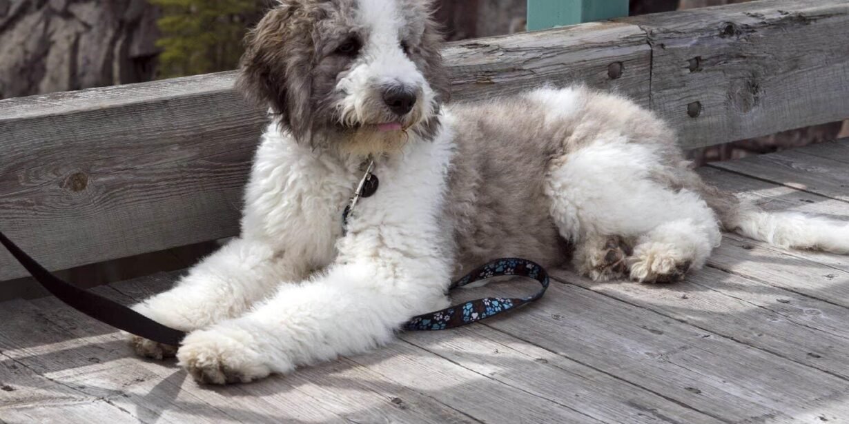 St Bernard Poodle Mix: Full Guide - Petpawty