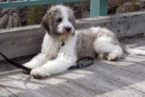 St Bernard Poodle Mix dog breeds info and picture