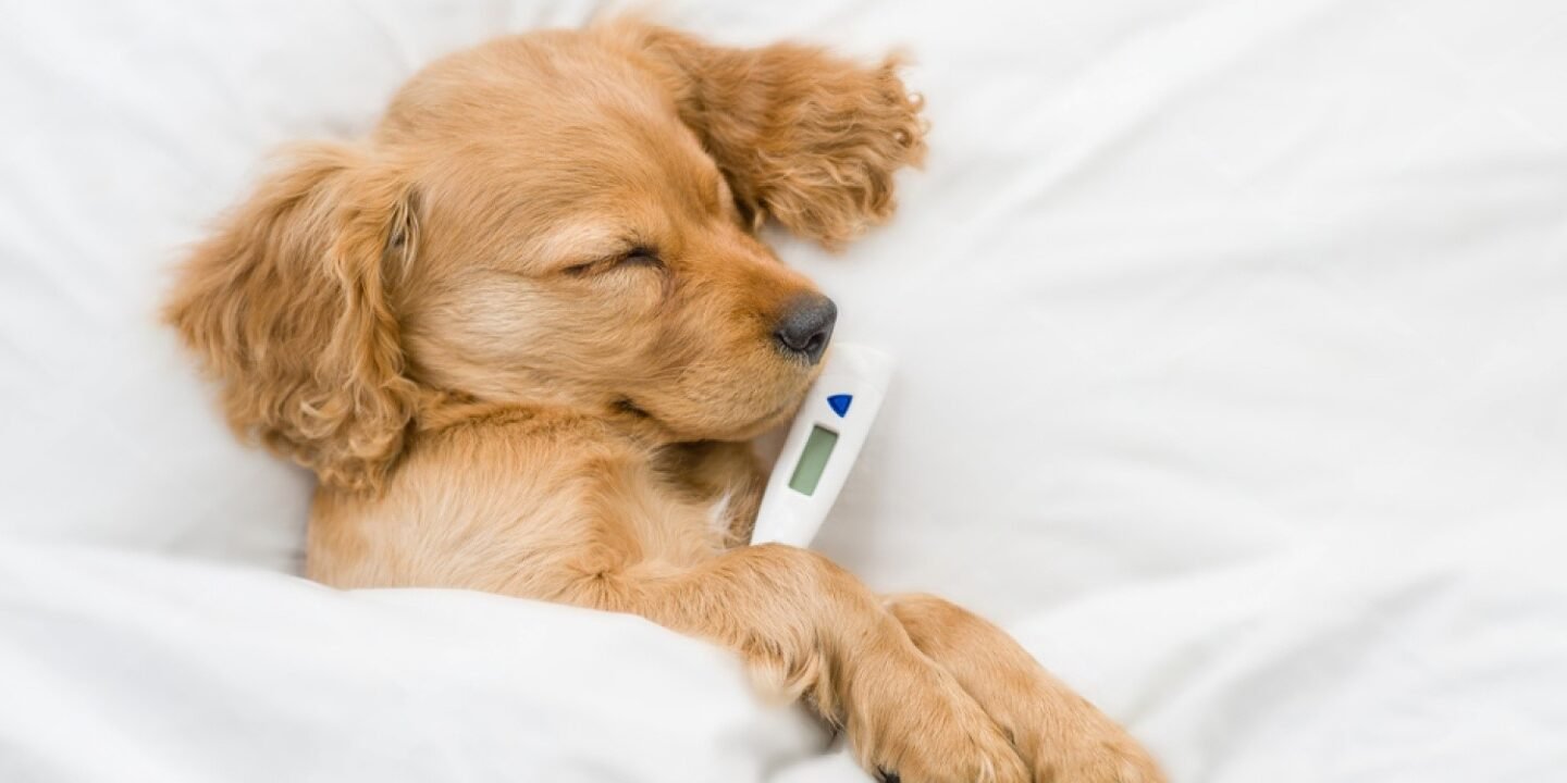 What to Do If Your Dog Has a Fever