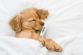 What to Do If Your Dog Has a Fever