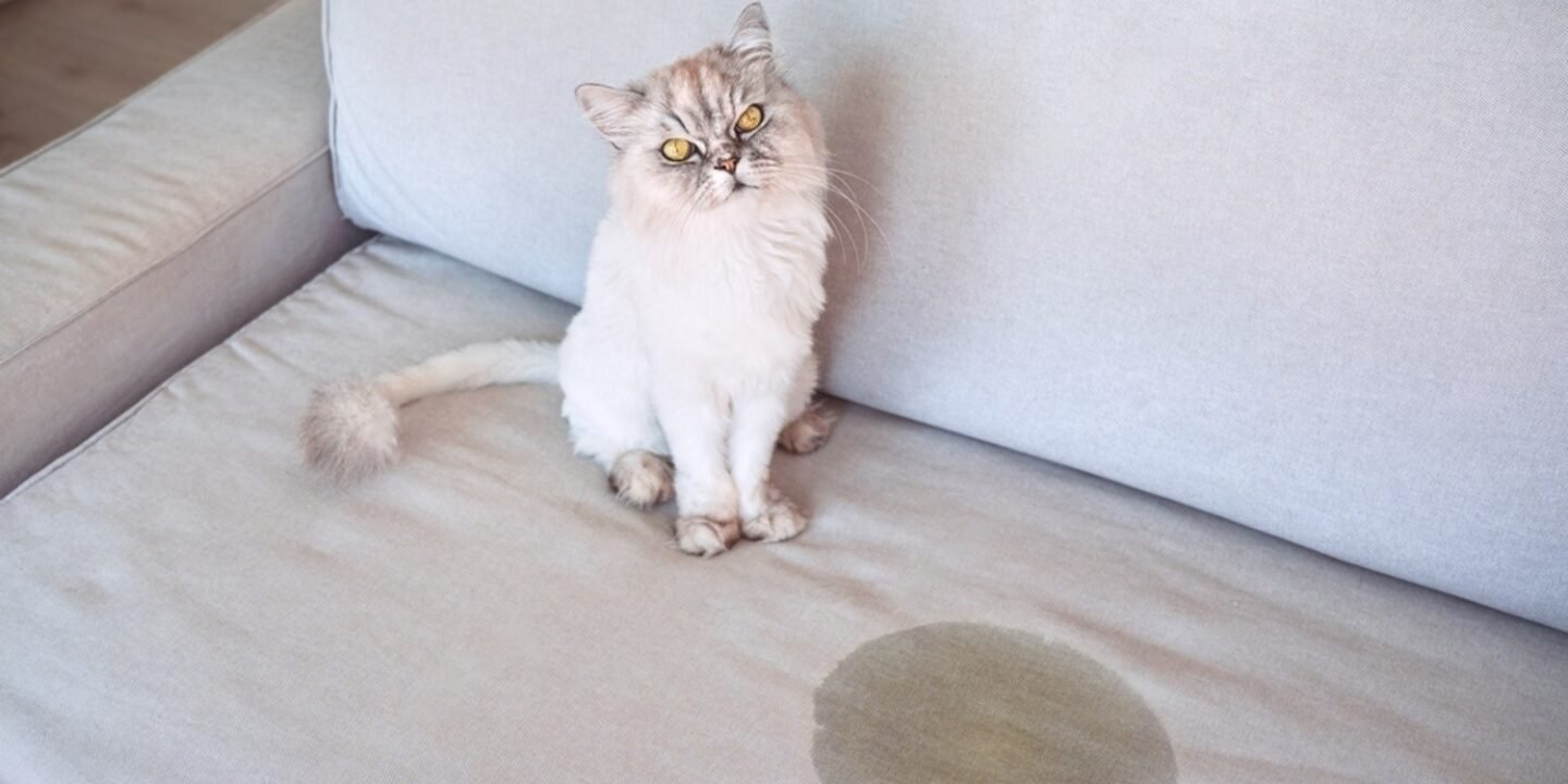 senior cat excessive urination