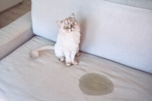 senior cat excessive urination