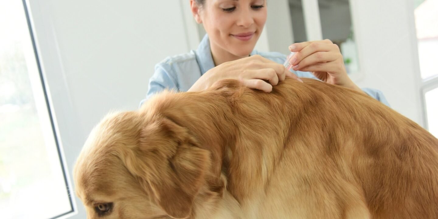 Flea treatment for dogs