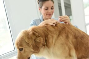 Flea treatment for dogs