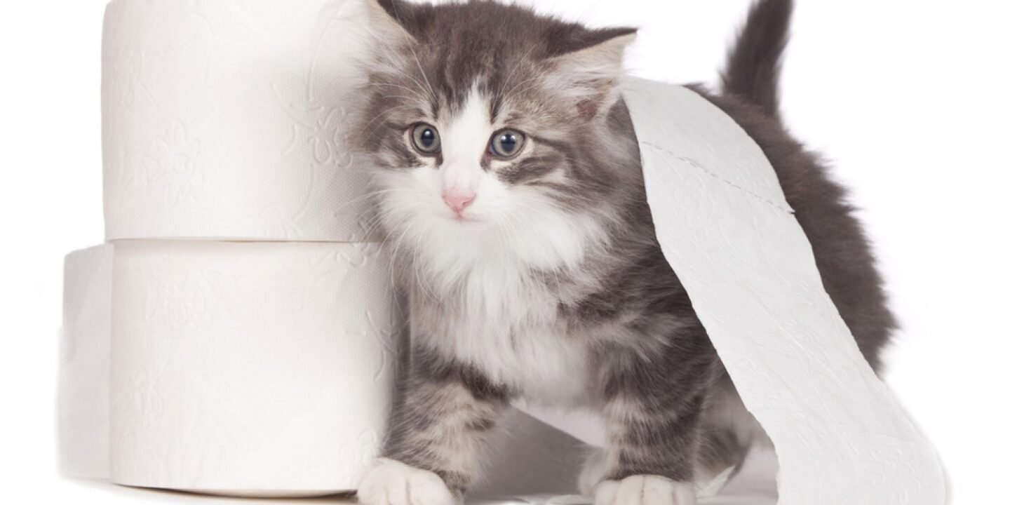 Vomiting and Diarrhea in Kittens
