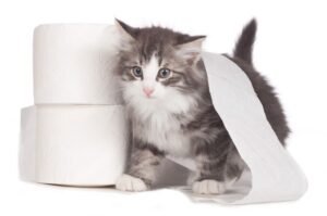 Vomiting and Diarrhea in Kittens