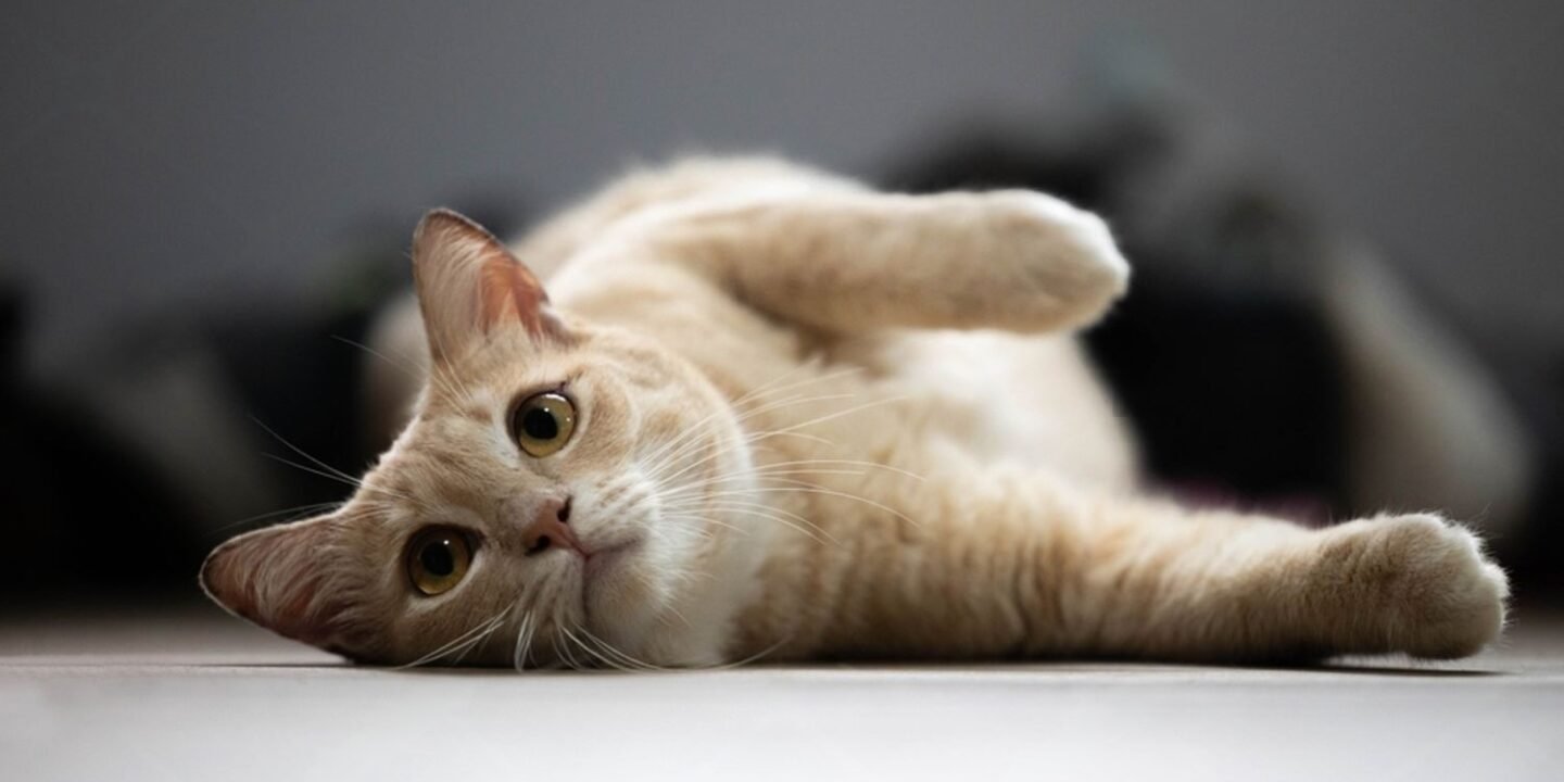 cat with hip dysplasia
