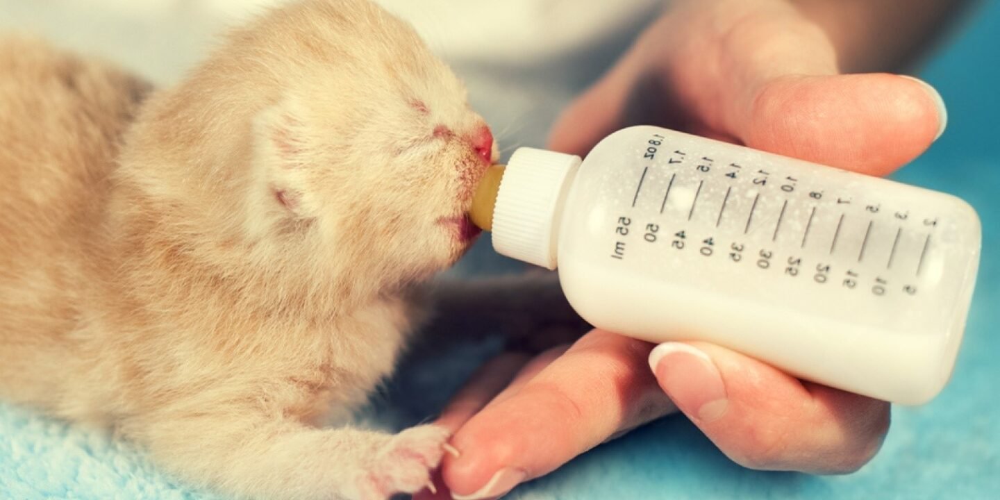 how to feed a newborn kitten step by step guide