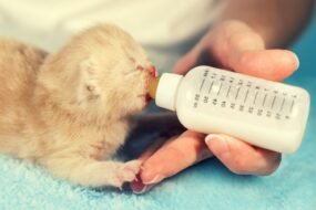 how to feed a newborn kitten step by step guide