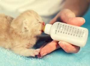 how to feed a newborn kitten step by step guide