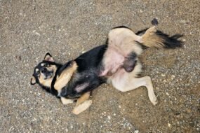 Appeasement Behavior in Dogs: What It Means & How to Respond 2 Appeasement behavior in dogs