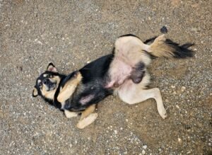 Appeasement behavior in dogs