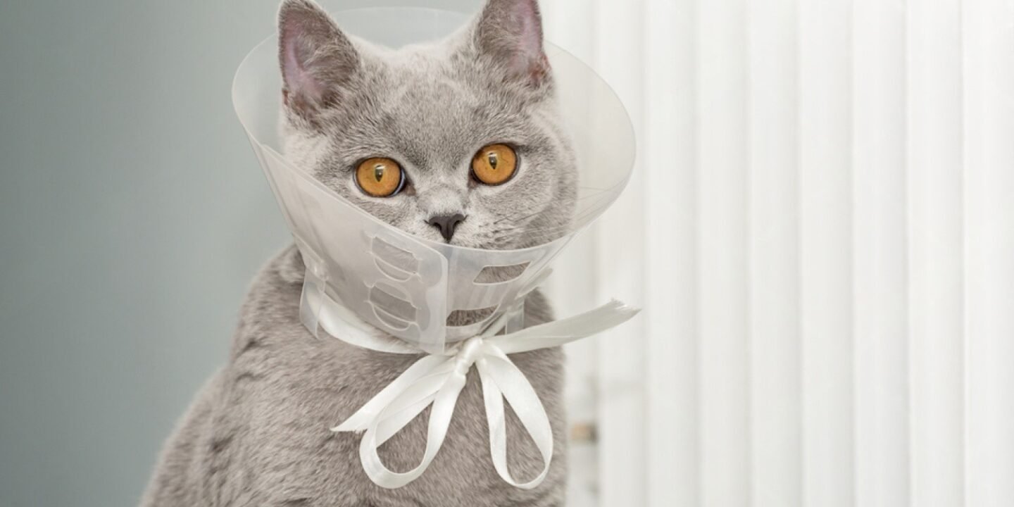 Benefits of Neutering a Male Cat