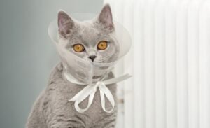 Benefits of Neutering a Male Cat
