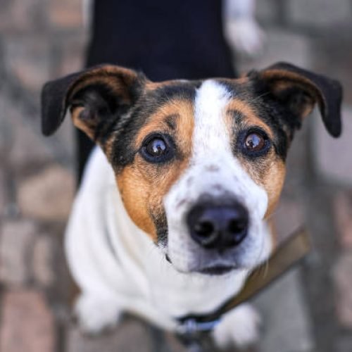 disabled animals for adoption