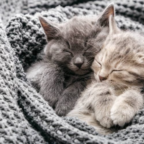 kitten season