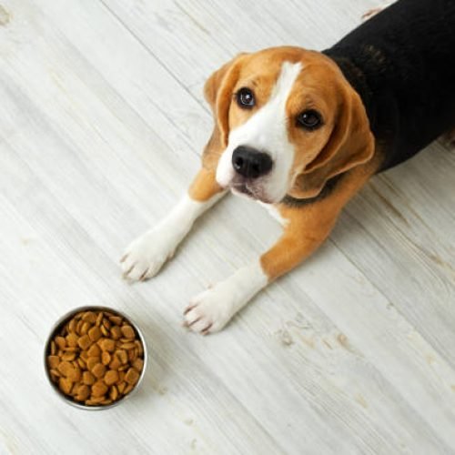how good is authority dog food
